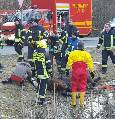 Feuerwehr hilft Pferd in Nöten